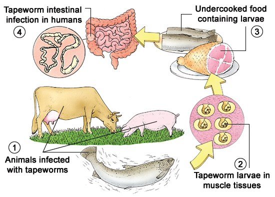 human-tapeworm-intestinal-parasite-infection